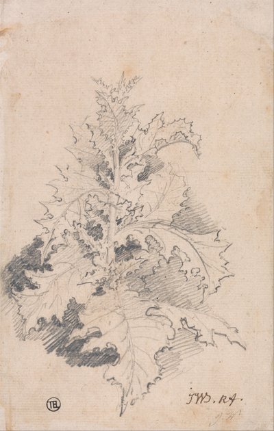 Studie einer Distel von James Ward